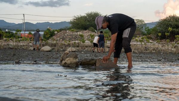 Dam Penangkap Sedimen Jaga Pertumbuhan Mangrove di Palu