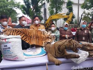 BBKSDA Sumut Musnahkan Taksidermi Satwa Dilindungi, Ada Harimau hingga Penyu BBKSDA Sumut Musnahkan Taksidermi Satwa Dilindungi, Ada Harimau hingga Penyu