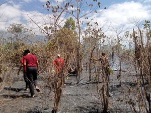 6 Hektare Lahan Jambu Mete di Karangasem Hangus Terbakar