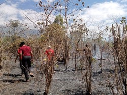 6 Hektare Lahan Jambu Mete di Karangasem Hangus Terbakar