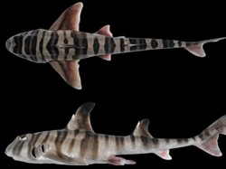 Spesies Hiu Baru Bergigi Mirip Manusia Ditemukan di Australia