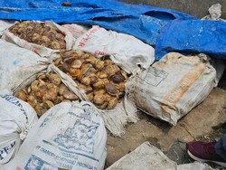 Harga Rendah Karet di Sumut Susahkan Petani, Disbun Singgung Kemitraan