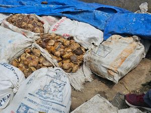 Harga Rendah Karet di Sumut Susahkan Petani, Disbun Singgung Kemitraan Harga Rendah Karet di Sumut Susahkan Petani, Disbun Singgung Kemitraan