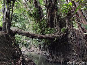 Tahukah Kamu, Ada Jembatan Akar Pohon di Sleman, Ini Penampakannya Tahukah Kamu, Ada Jembatan Akar Pohon di Sleman, Ini Penampakannya