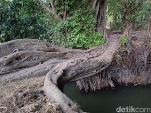 Eksotis! Ada Jembatan Alami Memesona dari Akar Pohon di Sleman