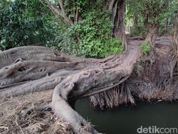 Eksotis! Ada Jembatan Alami Memesona dari Akar Pohon di Sleman