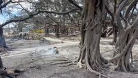 Kebakaran Hutan Membuat Pulau di Hawaii Jadi Abu