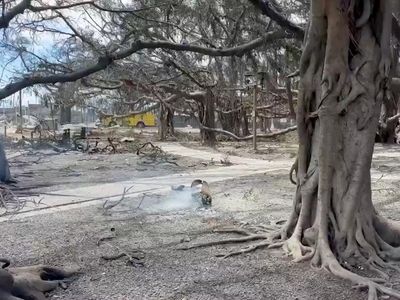 Kebakaran Hutan Membuat Pulau di Hawaii Jadi Abu