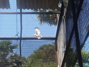 Penangkaran Jalak Bali di Indonesia ada 333, Terbanyak di Jateng Penangkaran Jalak Bali di Indonesia ada 333, Terbanyak di Jateng