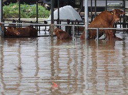 Begini 9 Cara Tepat Membersihkan Rumah Usai Kebanjiran