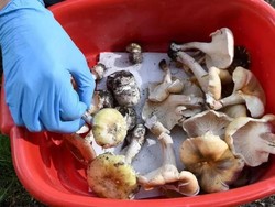 Makan Siang di Rumah Menantu, Ayah-Ibu Mertua Tewas Misterius