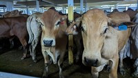 RI Impor Sapi Hidup 92.700 Ton dari Australia