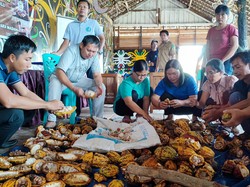 Anak Usaha MMSGI Kembangkan Perkebunan Kakao Bersama Poktan Lalut Isau