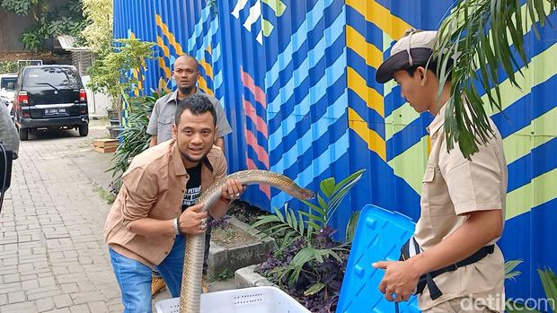 Panji Petualang dan ular kobra peliharaannya.
