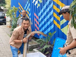 Panji Petualang Nggak Kapok Main Bareng King Kobra Meski Nyaris Kehilangan Nyawa Panji Petualang Nggak Kapok Main Bareng King Kobra Meski Nyaris Kehilangan Nyawa