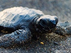 Mengapa Ukuran Hewan Semakin Kecil? Ini Jawabannya