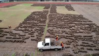 Tampak pekerja tengah mencopot rumput yang lama.  