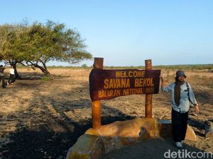 Kabar Sip Nih! Taman Nasional Baluran Buka Lagi, Cek Harga Tiketnya Kabar Sip Nih! Taman Nasional Baluran Buka Lagi, Cek Harga Tiketnya