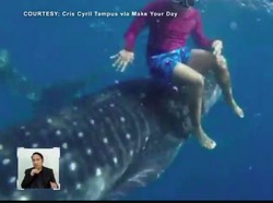 Momen Langka! Turis Diajak Riding oleh Hiu Paus