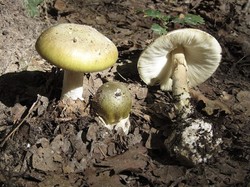 Jamur Mematikan Intai Australia, Sudah 3 Korban Tewas