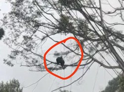 Atlet Paralayang Tersangkut di Atas Pohon, Dievakuasi Damkar Bogor