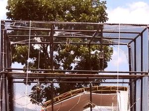 Sambut HUT RI, BKSDA Sumsel Lepasliarkan 78 Ekor Burung Penyebar Biji