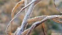Potret Dieng yang Kembali Beku-Suhu Minus 4 Derajat Celsius