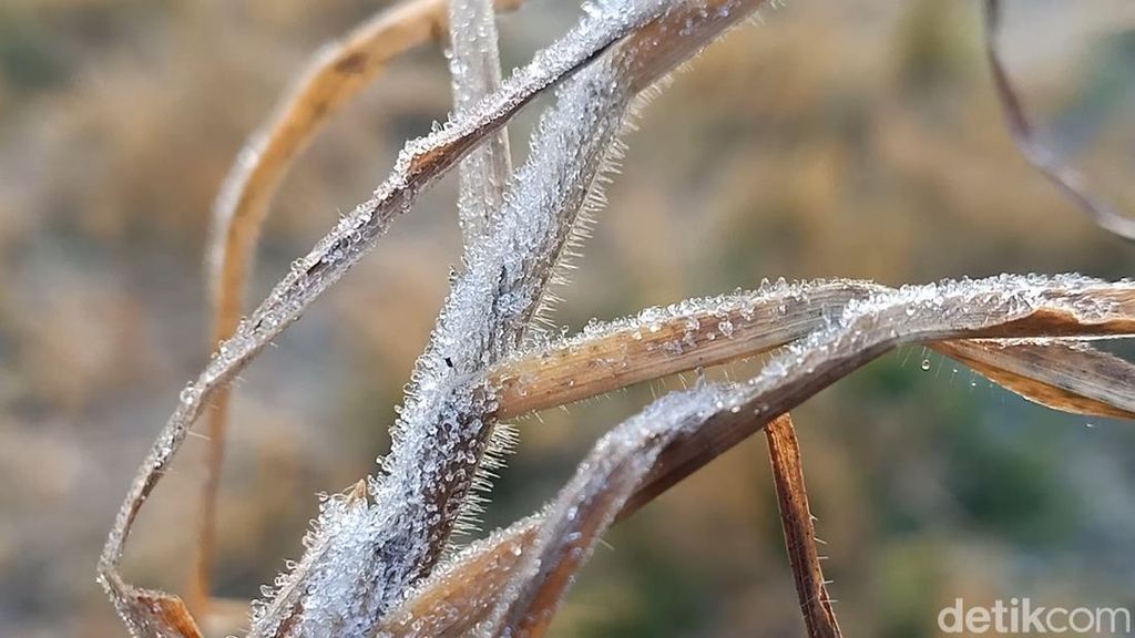 Potret Dieng yang Kembali Beku-Suhu Minus 4 Derajat Celsius Potret Dieng yang Kembali Beku-Suhu Minus 4 Derajat Celsius