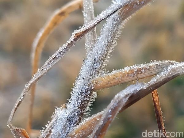 Potret Dieng yang Kembali Beku-Suhu Minus 4 Derajat Celsius