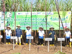 Hasil Panen Tebu di Daerah Ini Meningkat, Apa Rahasianya?