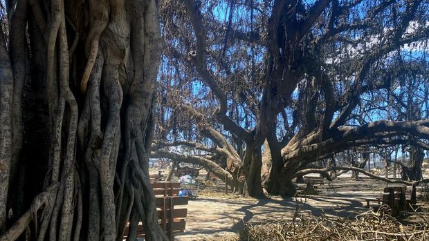 The historic Banyan tree is pictured in the aftermath of a wildfire in Lahaina, western Maui, Hawaii on August 11, 2023. A wildfire that left Lahaina in charred ruins has killed at least 55 people, authorities said on August 10, making it one of the deadliest disasters in the US state's history. Brushfires on Maui, fueled by high winds from Hurricane Dora passing to the south of Hawaii, broke out August 8 and rapidly engulfed Lahaina. (Photo by Paula RAMON / AFP) / The erroneous mention[s] appearing in the metadata of this photo by Paula RAMON has been modified in AFP systems in the following manner: [August 11] instead of [August 10]. Please immediately remove the erroneous mention[s] from all your online services and delete it (them) from your servers. If you have been authorized by AFP to distribute it (them) to third parties, please ensure that the same actions are carried out by them. Failure to promptly comply with these instructions will entail liability on your part for any continued or post notification usage. Therefore we thank you very much for all your attention and prompt action. We are sorry for the inconvenience this notification may cause and remain at your disposal for any further information you may require.