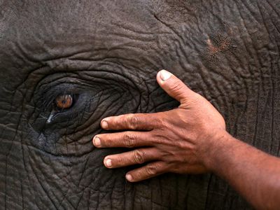 Kerja Keras Merawat Gajah Sumatera Liar di Aceh