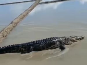 Heboh Video Buaya Besar Masuk Sawah di Pekkabata Pinrang, Ternyata Hoax