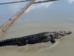 Heboh Video Buaya Besar Masuk Sawah di Pekkabata Pinrang, Ternyata Hoax