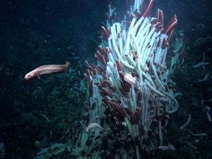 Ilmuwan Temukan Ekosistem Tersembunyi di Dasar Laut, Ini Penampakannya