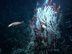 Ilmuwan Temukan Ekosistem Tersembunyi di Dasar Laut, Ini Penampakannya