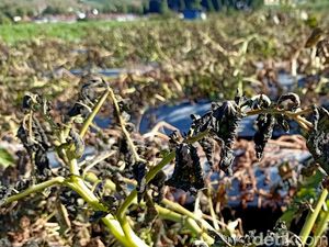 Meluas, 6 Hektare Tanaman Kentang Dieng Gagal Panen Terdampak Embun Es