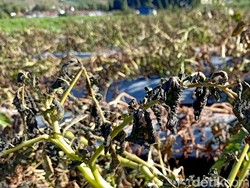 Meluas, 6 Hektare Tanaman Kentang Dieng Gagal Panen Terdampak Embun Es