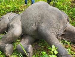 Pilu, Anak Gajah di PLG Minas Mati Diserang Virus