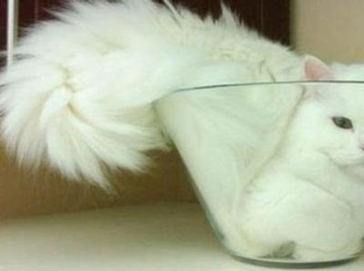 Potret Lucu Bukti Kucing Hewan Paling Lentur