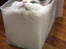 Kucing Iseng, Diam-diam Ikut Liburan Bareng Tetangga