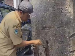 Pohon Randu di Kota Batu Mati Separuh Diduga Diracun