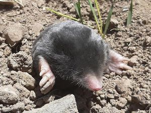 Ahli Temukan 2 Jenis Tikus Tanah yang Diyakini Hidup Tersembunyi 3 Juta Tahun