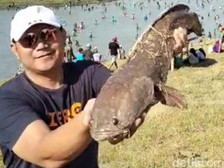 Pemetan Ikan Meriahkan Agustusan, Warga Bojonegoro Berburu Tombro-Gabus