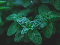 15 Manfaat Daun Mint Bagi Kesehatan yang Jarang Diketahui