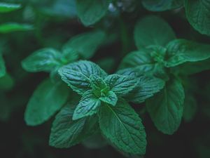 15 Manfaat Daun Mint Bagi Kesehatan yang Jarang Diketahui 15 Manfaat Daun Mint Bagi Kesehatan yang Jarang Diketahui