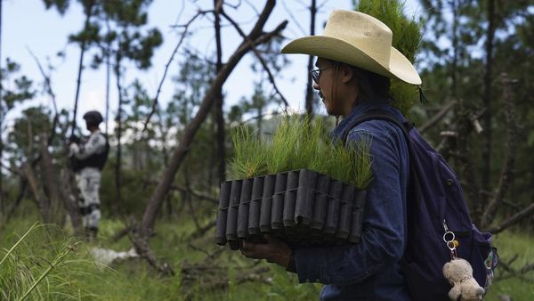 Aksi Warga Meksiko Pulihkan Hutan yang Gundul
