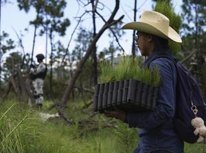 Aksi Warga Meksiko Pulihkan Hutan yang Gundul