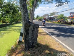 Air Sungai Winongo Kecil di Samas Bantul Berubah Jadi Hijau Pekat