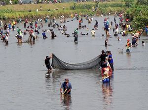 Serunya Berburu Ikan Mabuk di Tulungagung